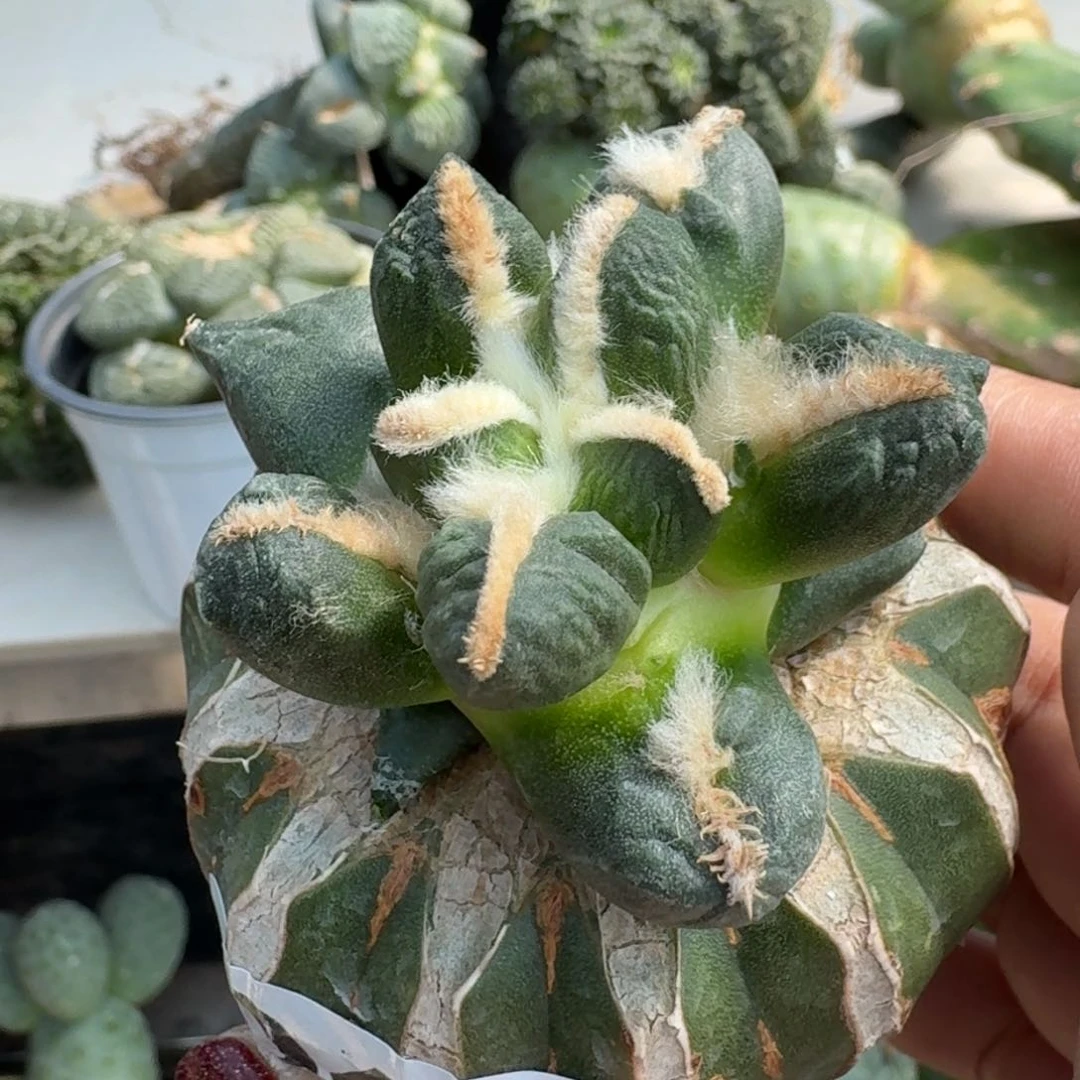 【闪购商品】无花朵大*哥变尤蛋042