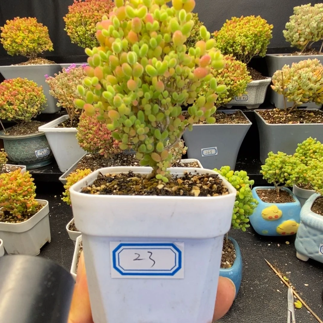 橙****子23号蜜橘糖球多肉