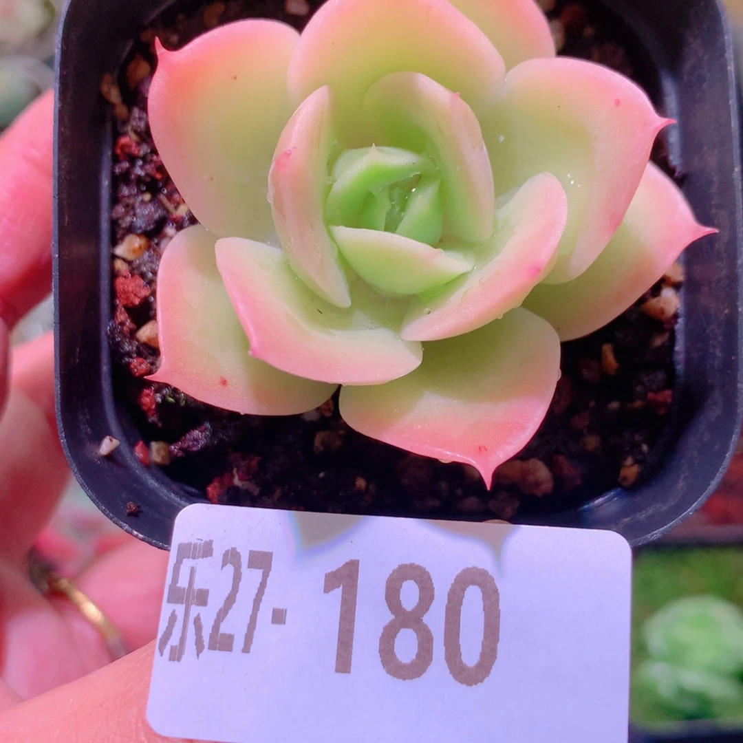 乐然27-180 柠檬酸橙