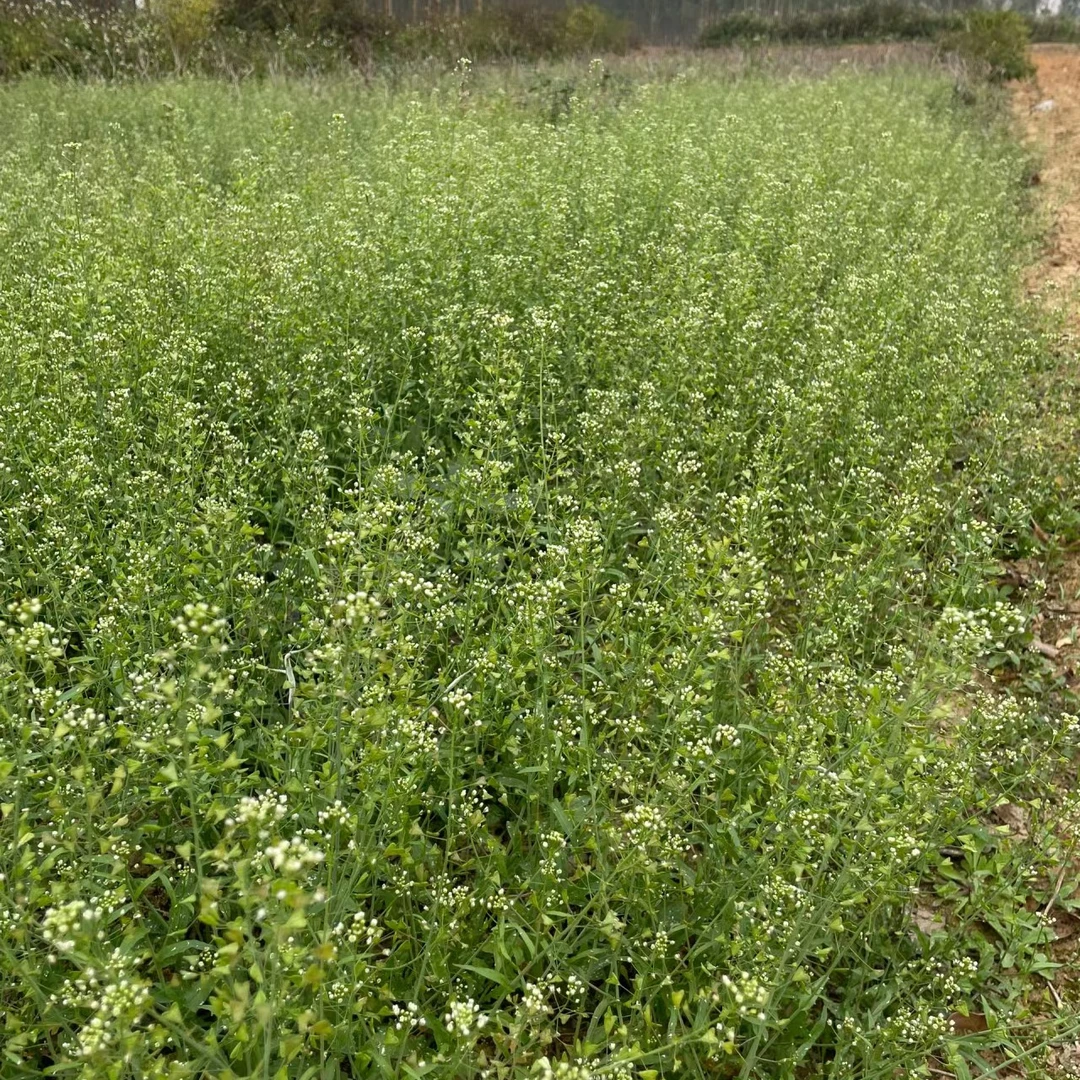 贵州野生荠菜带花根一起发