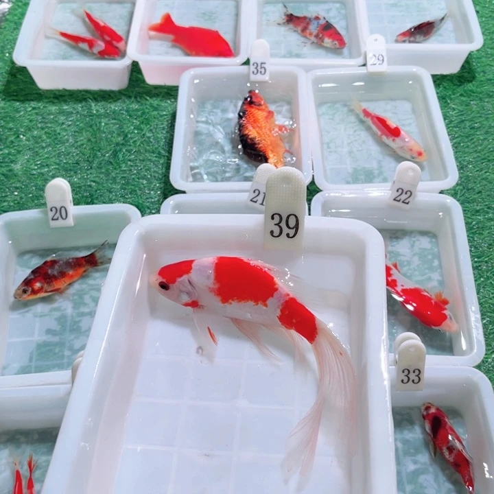 相***约海水鱼福利多多1-20