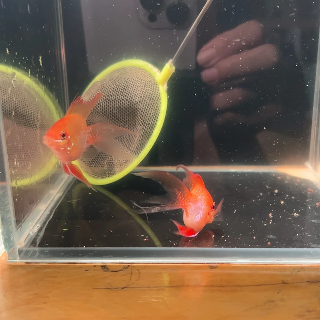 短鲷鱼桃心长尾金波公鱼两条