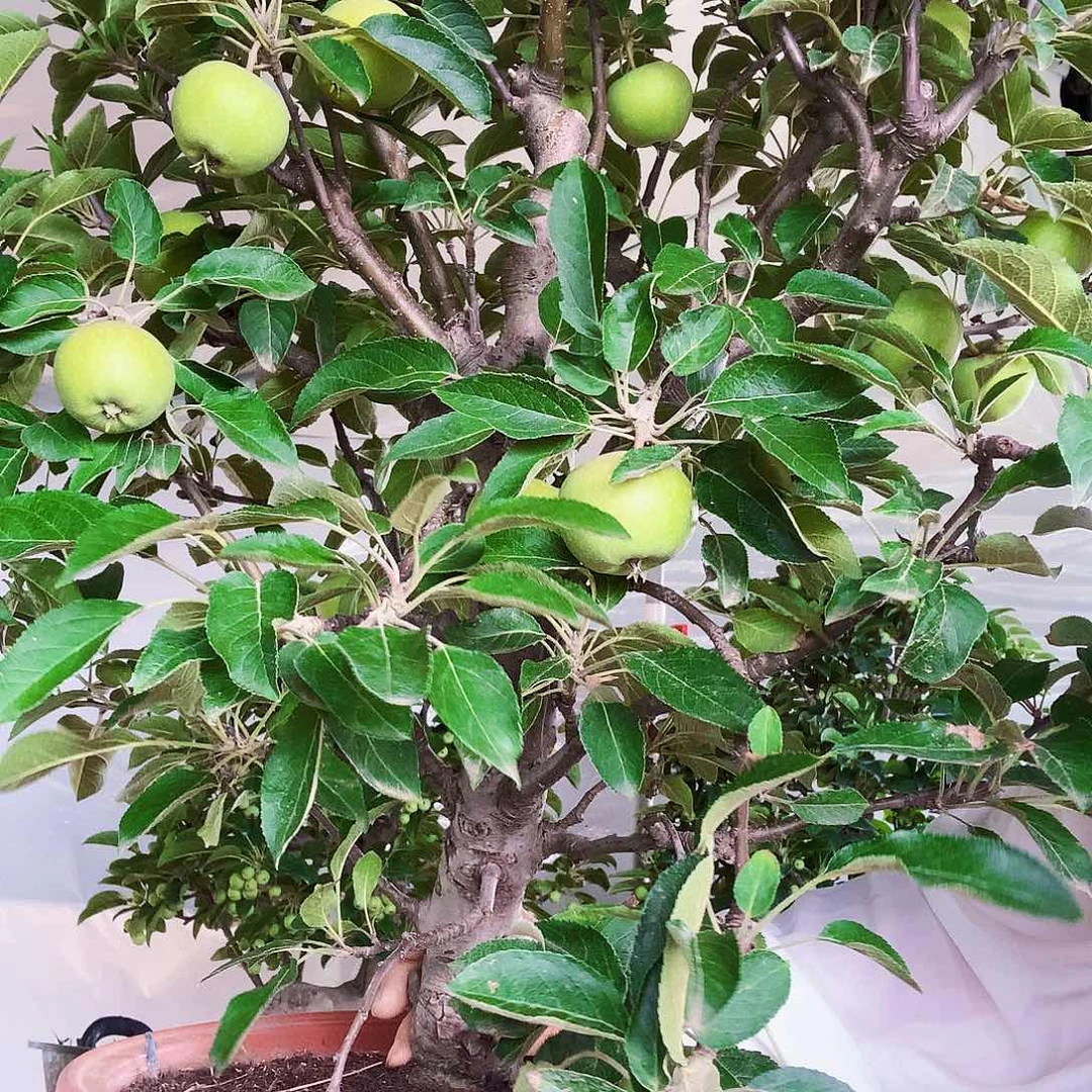 二***勇无花朵苹果盆景老桩