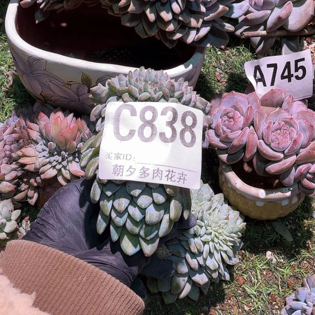 橘***子星影缀化呀呀呀呀