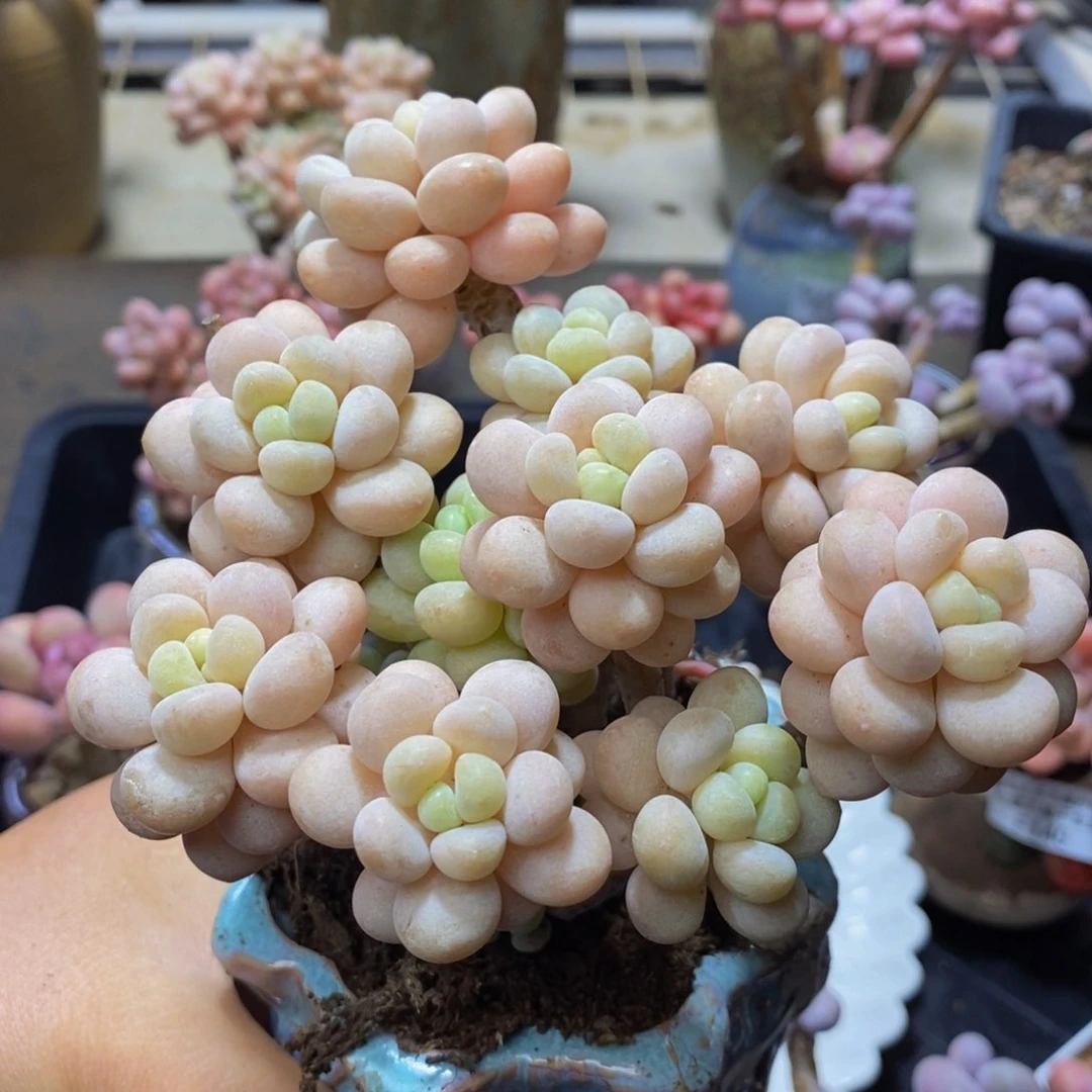 292 洛可可12 厘米