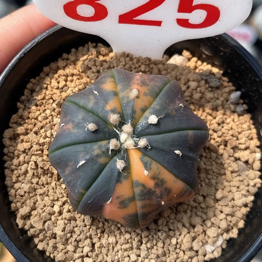 825海星兜系列产品