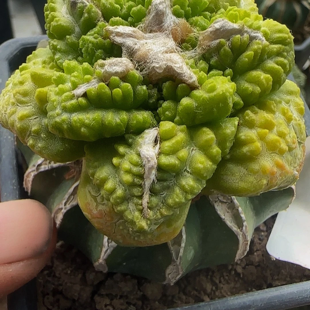 龟甲锦731仙人球开花