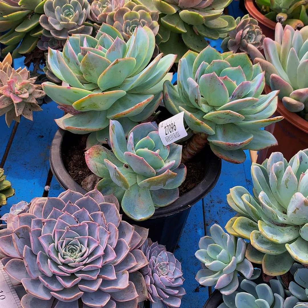 红****血凤27096多如多肉哦