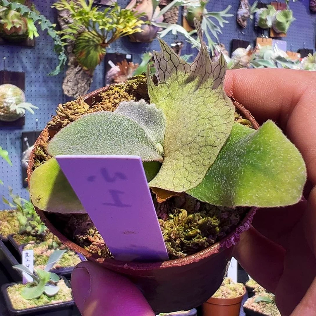 无花朵野银小1孢子苗