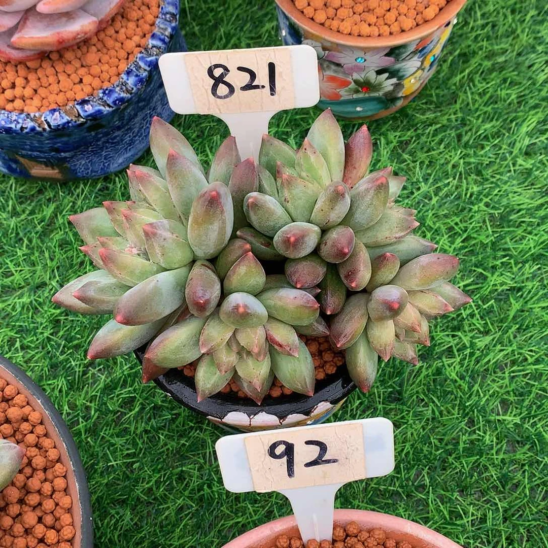 大****馆重楼多肉植物627277