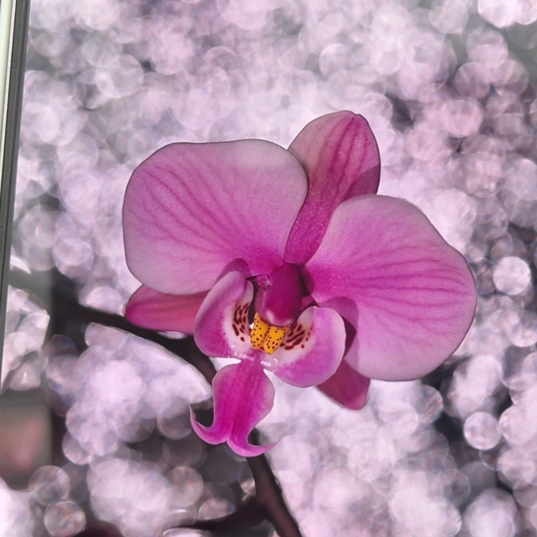 无花朵1.7寸606苗