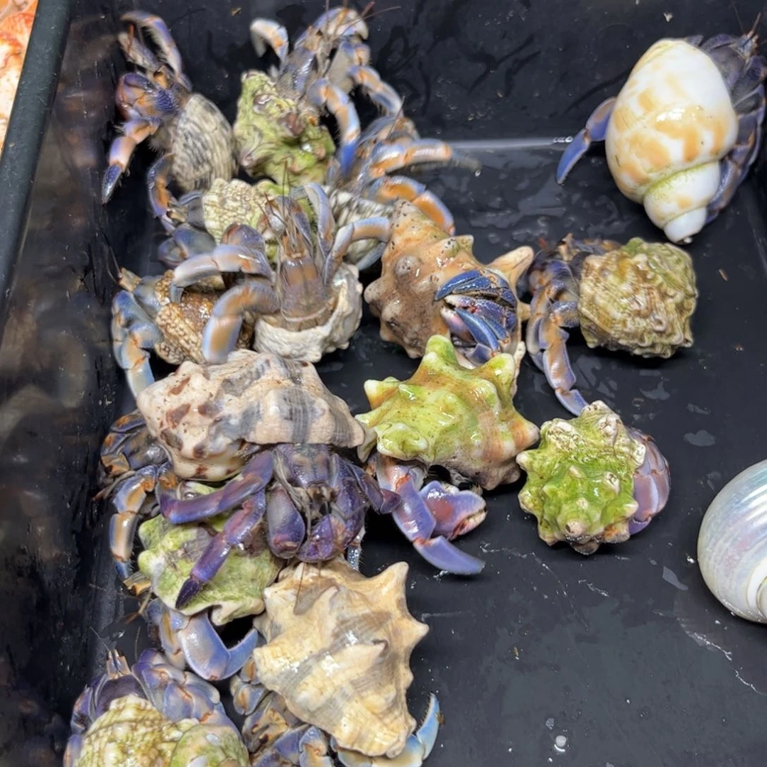 紫陆福利99.9一个任选