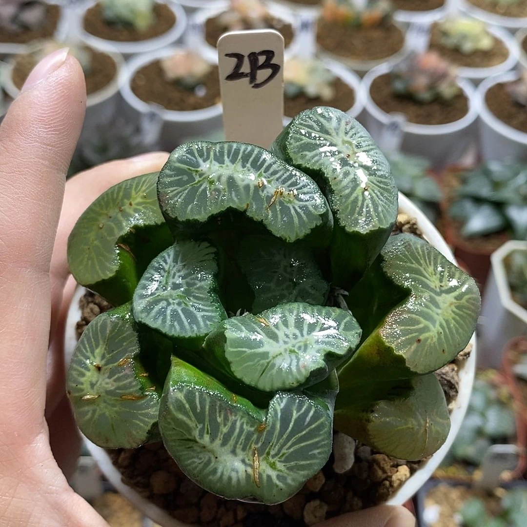 蛋***姆213灵鹫山十二多肉