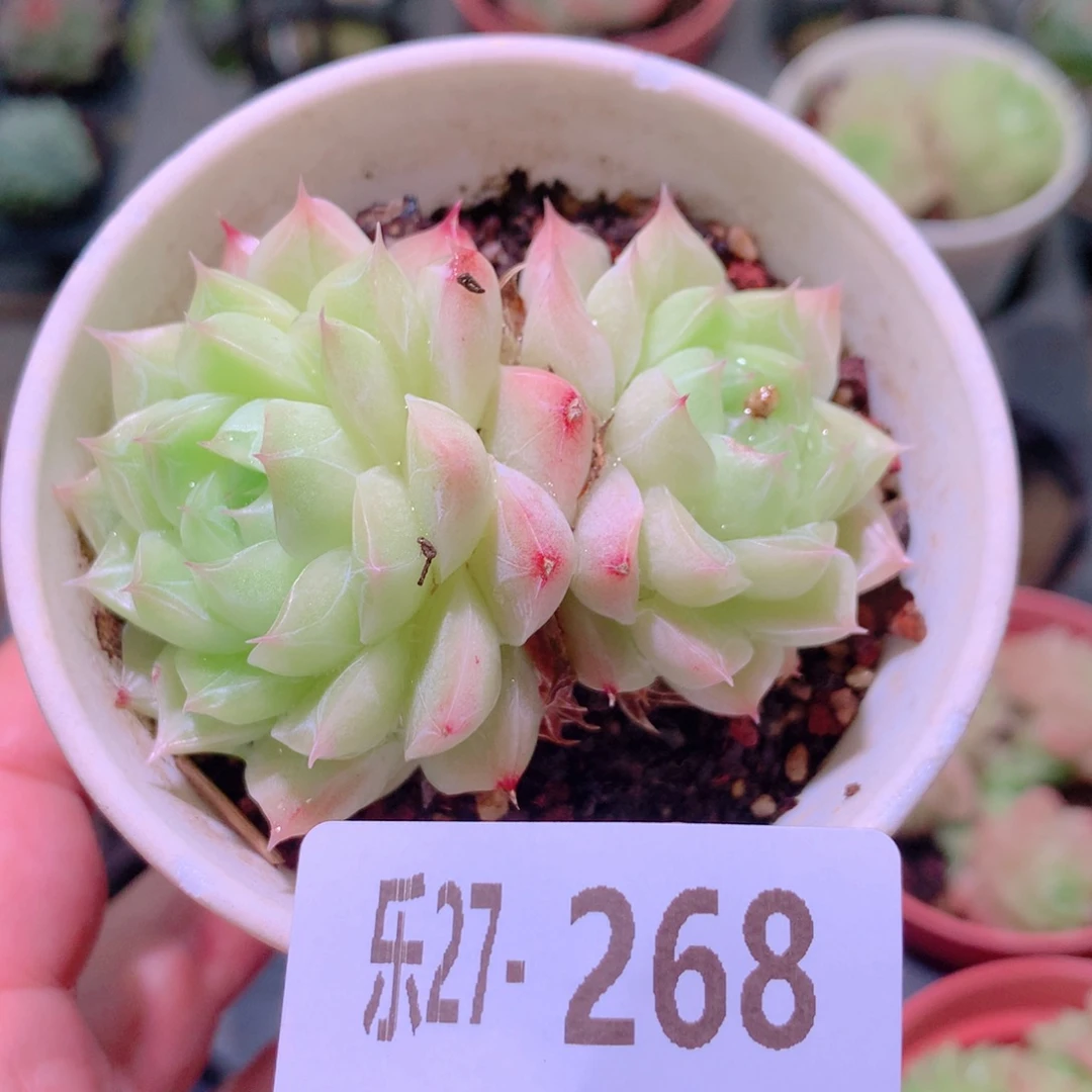 乐然27-268 麦秆双头