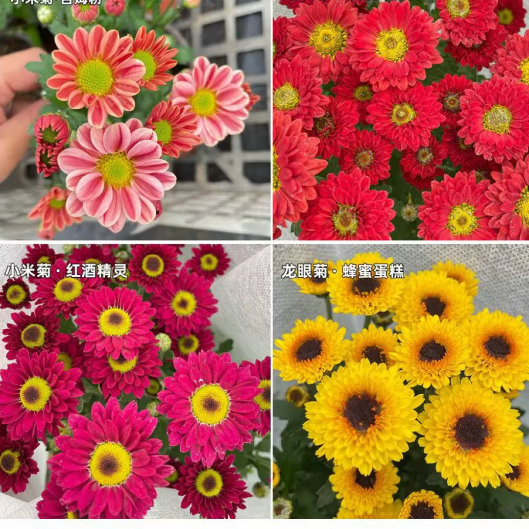 （满4盆包邮）玲珑可爱多爱之槟桃花精灵吉姆粉球菊轻微断枝不售后