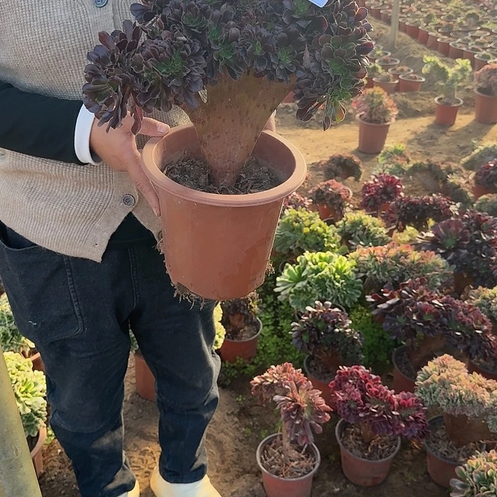 欧紫缀化218号一物一拍