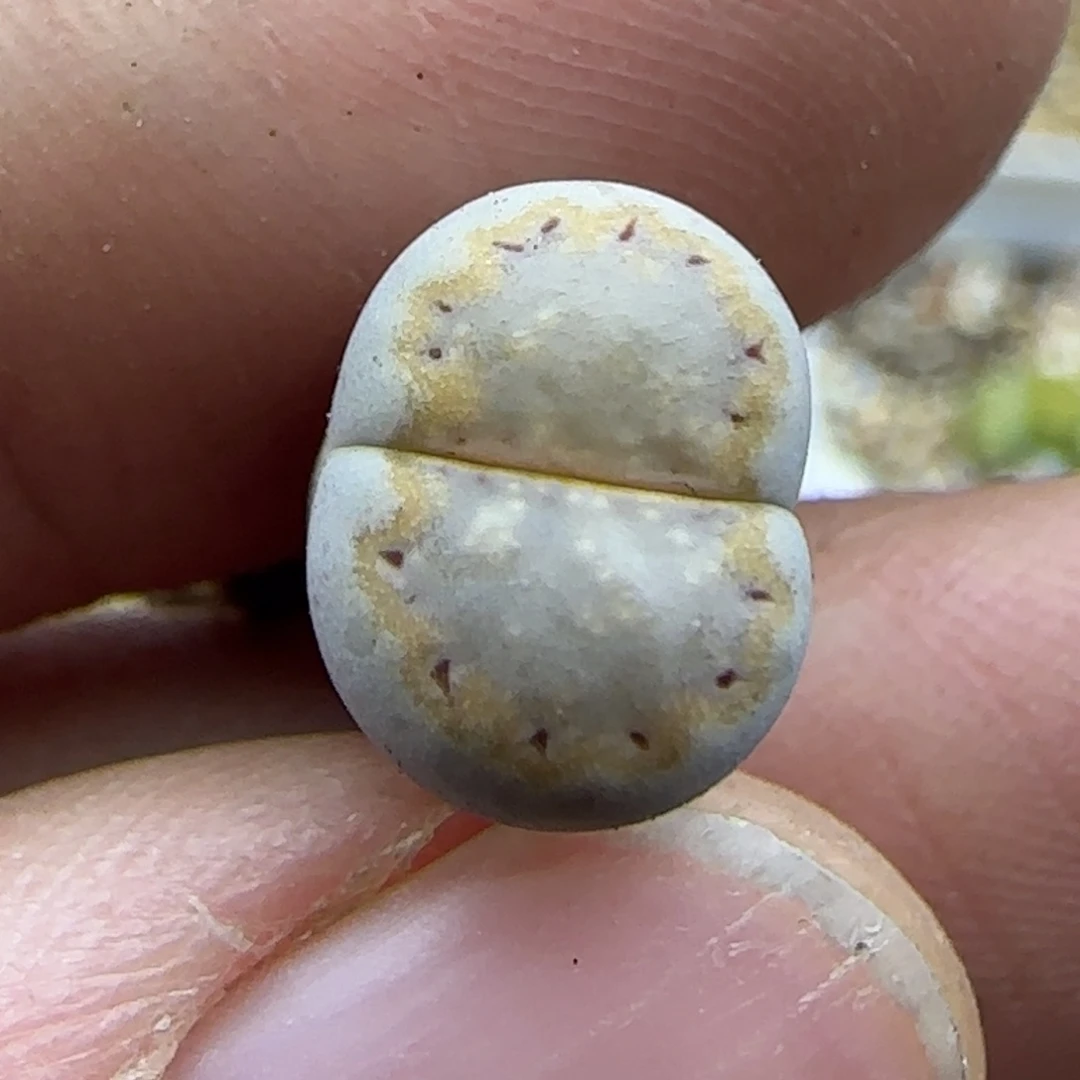 150饼干福利30包邮