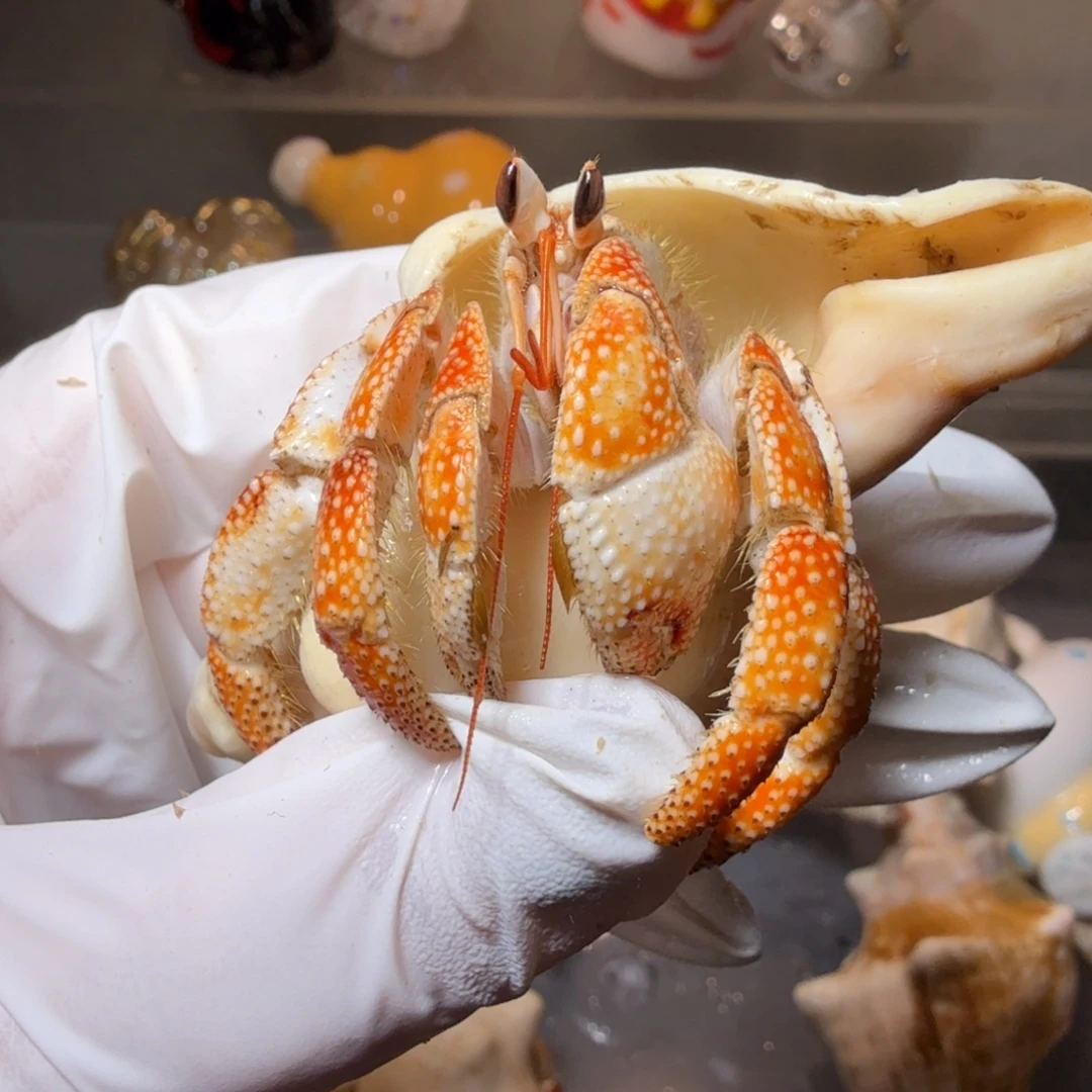 2.6口通体芬达色 粉棕眼