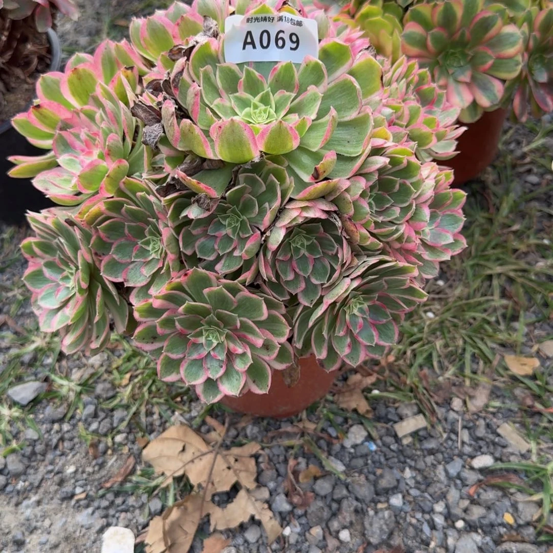 069孔雀翎。多肉植物