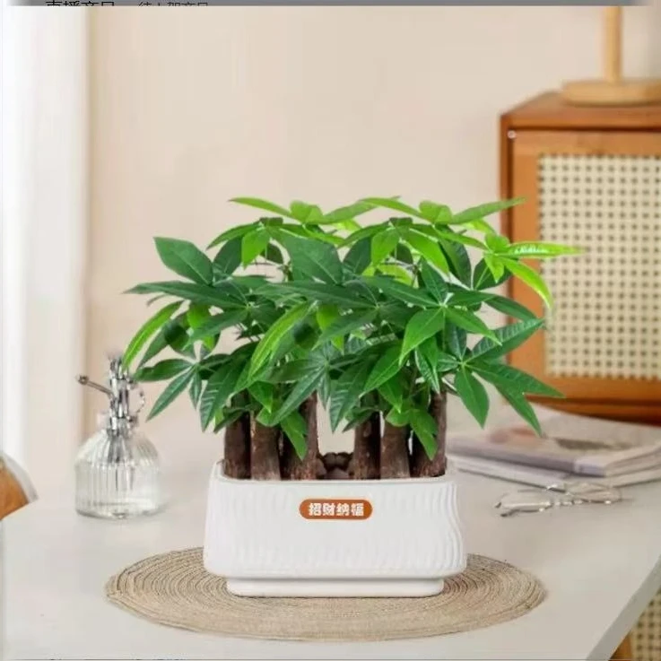 6杆发财树盆栽室内好养四季常青适合客厅办公室摆放