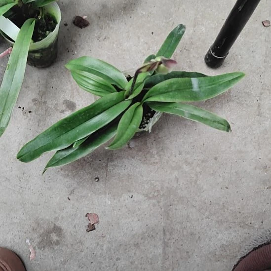 无花朵小青蛙1花剑