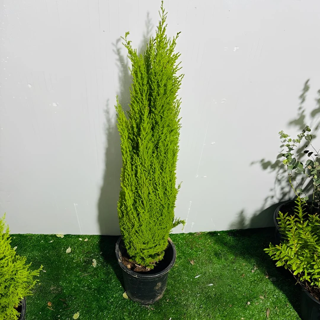 香松盆栽四季常绿耐寒好养带香味适合室内外观赏绿植含盆高度80cm