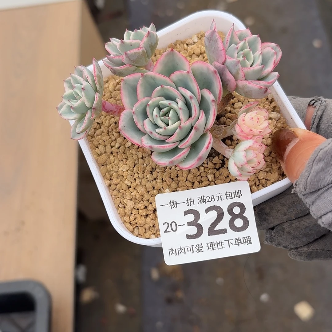 奶油黄桃锦无盆土发货