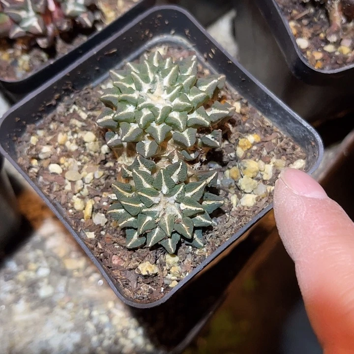 满38包邮，年后脱土晾根发货多肉