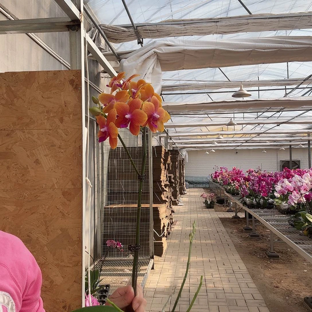 完全开放香恋高芽3.5杯一颗