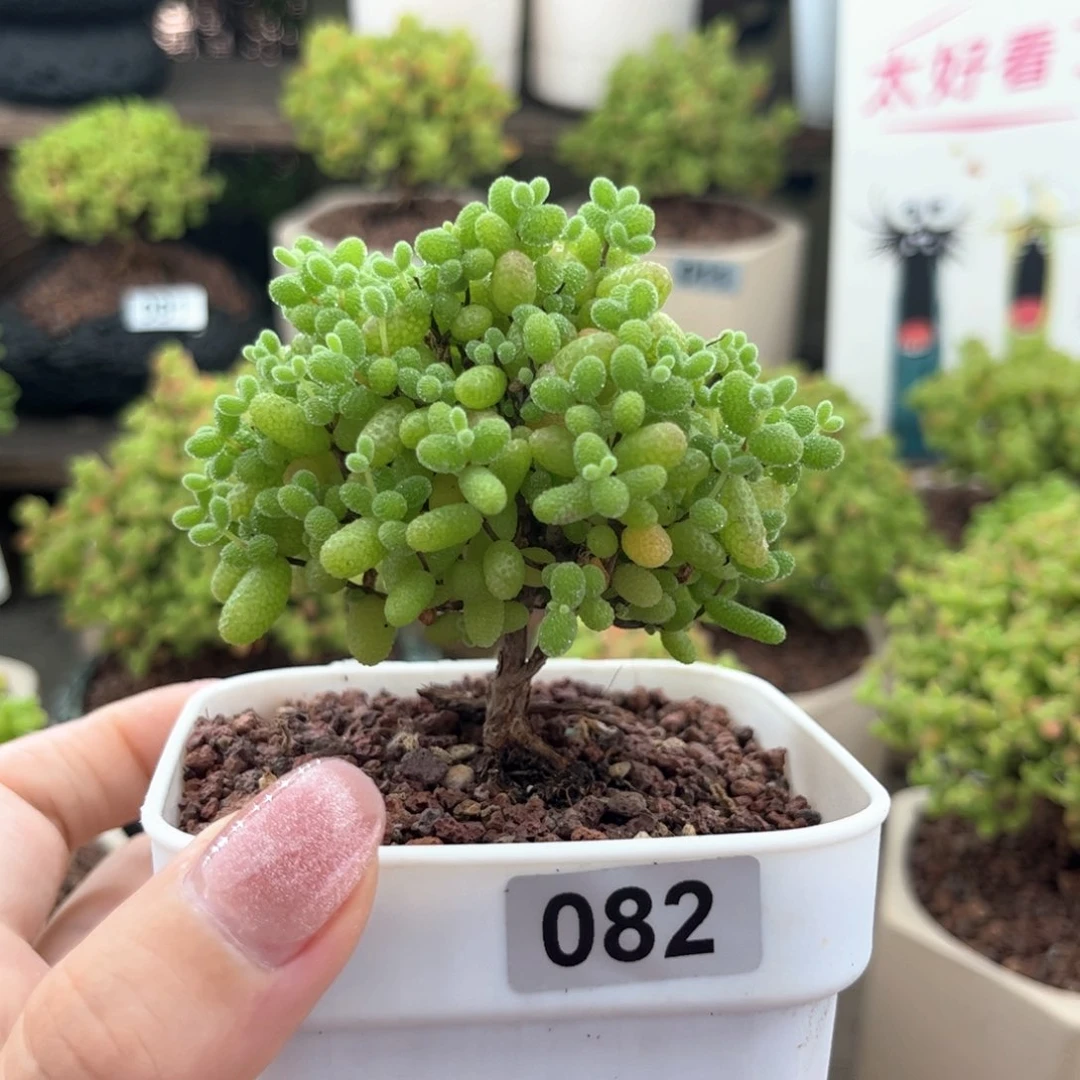 无花朵082金桔可爱多肉