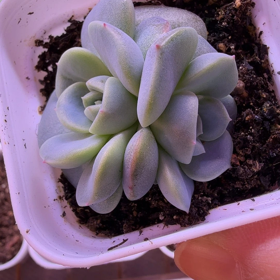 青梅叶插苗一物一拍