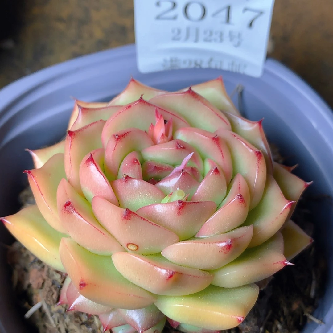 【闪购商品】云2047