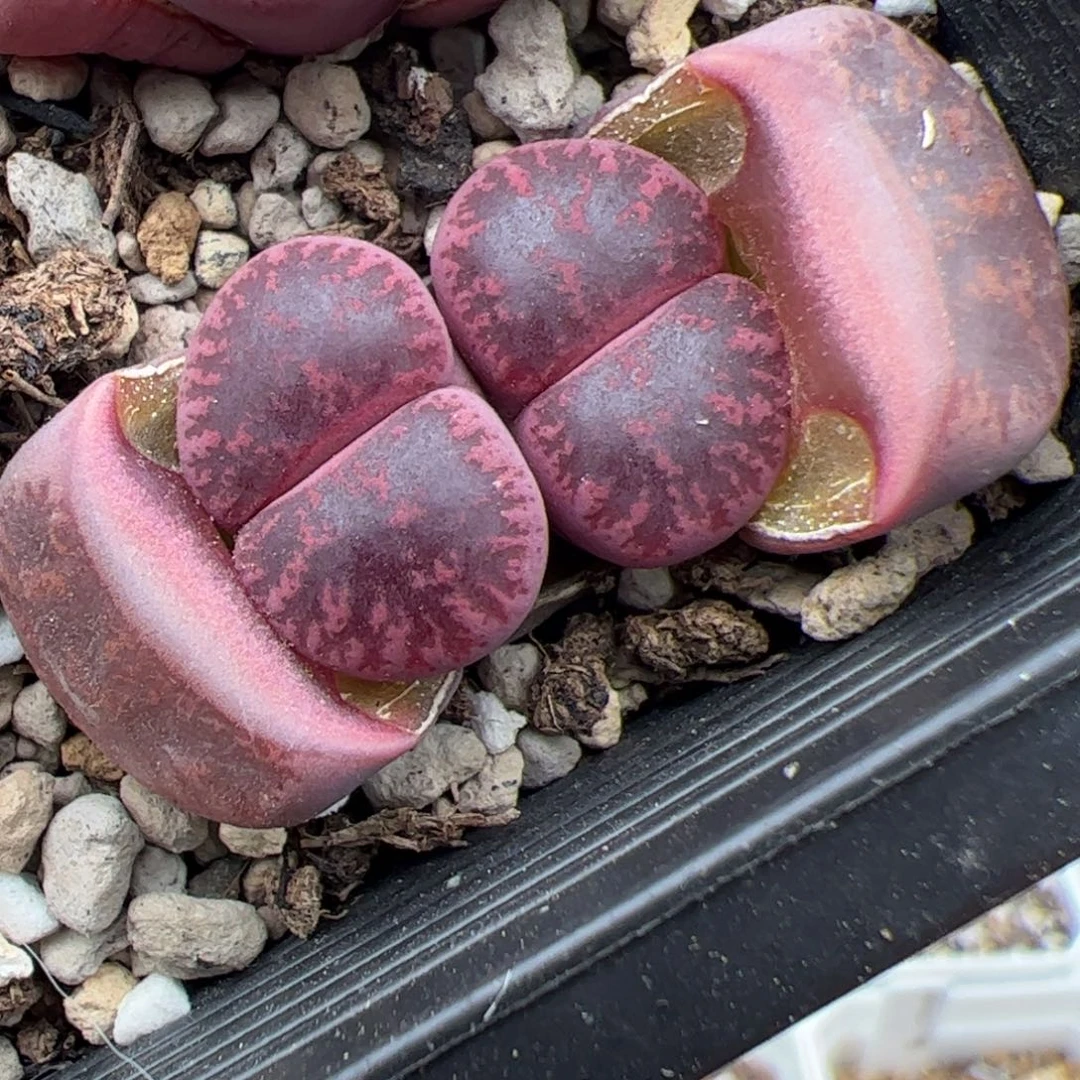 0409号酒红紫薰 多肉植物