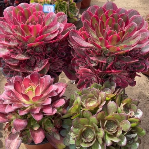 788多肉植物组合