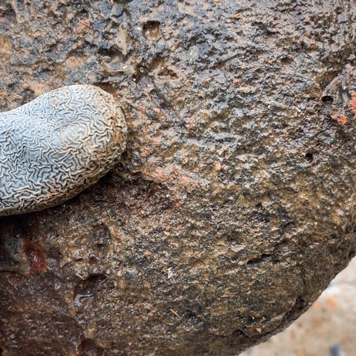 F***Z定制玛瑙玛瑙手镯