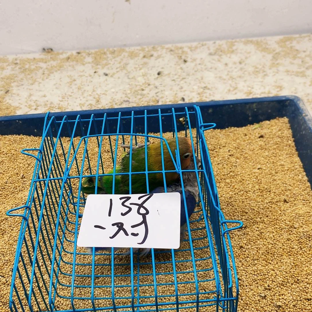 虎皮鹦鹉简*牡丹一如