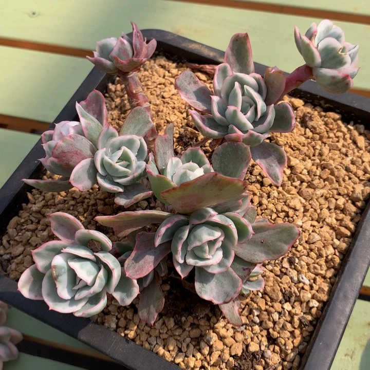 伯克利锦锦上园艺一物一拍