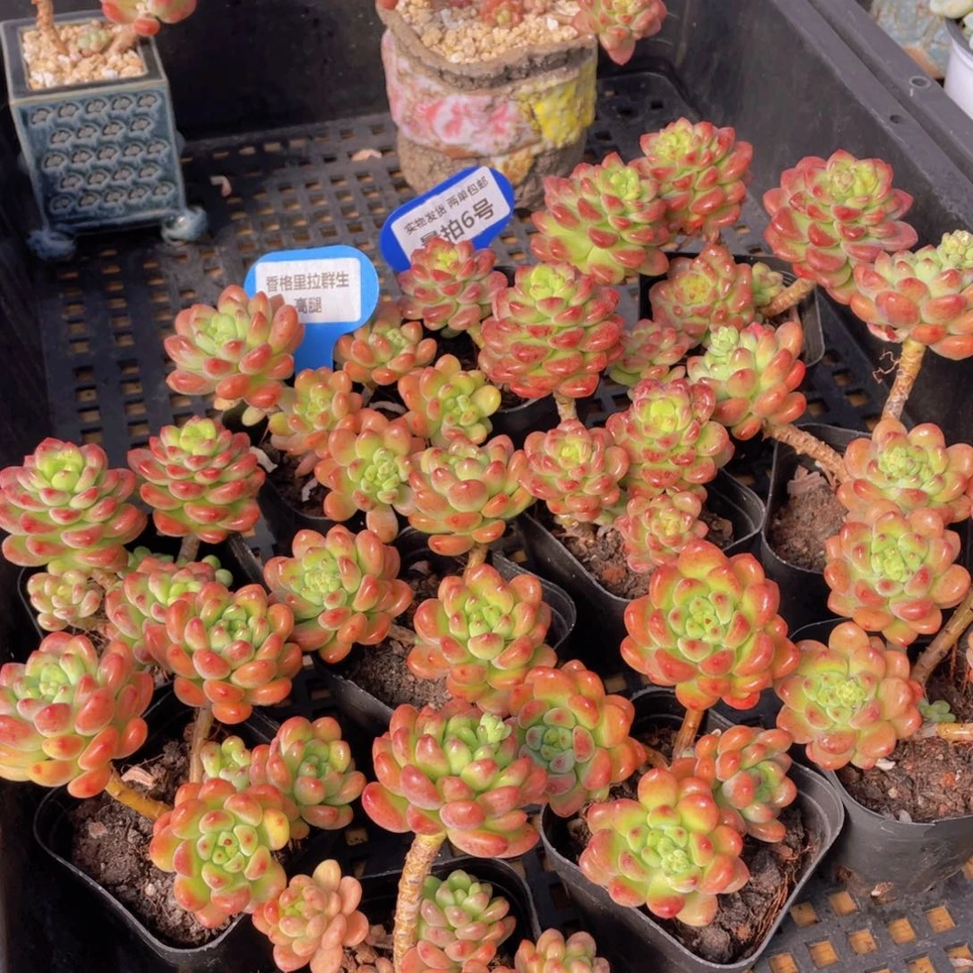 量拍6号 香格里拉群生高腿一个