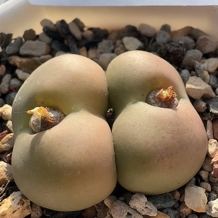 高***黎4 烧麦杂交肉锥。