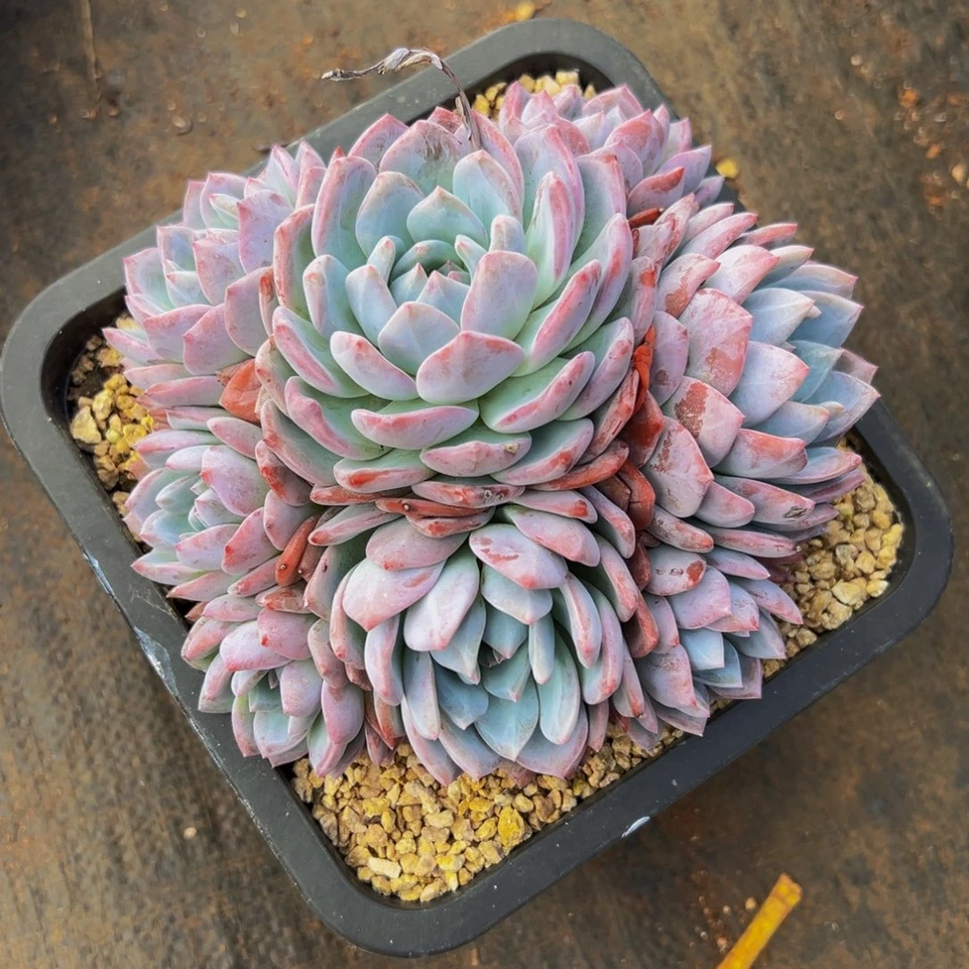 彩***乡遇见多肉园艺彩云之乡星影