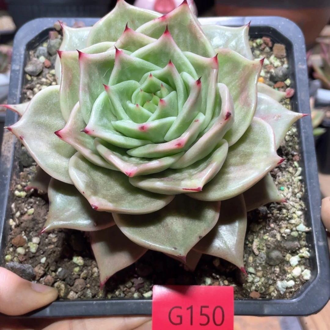 多肉植物多肉植物150