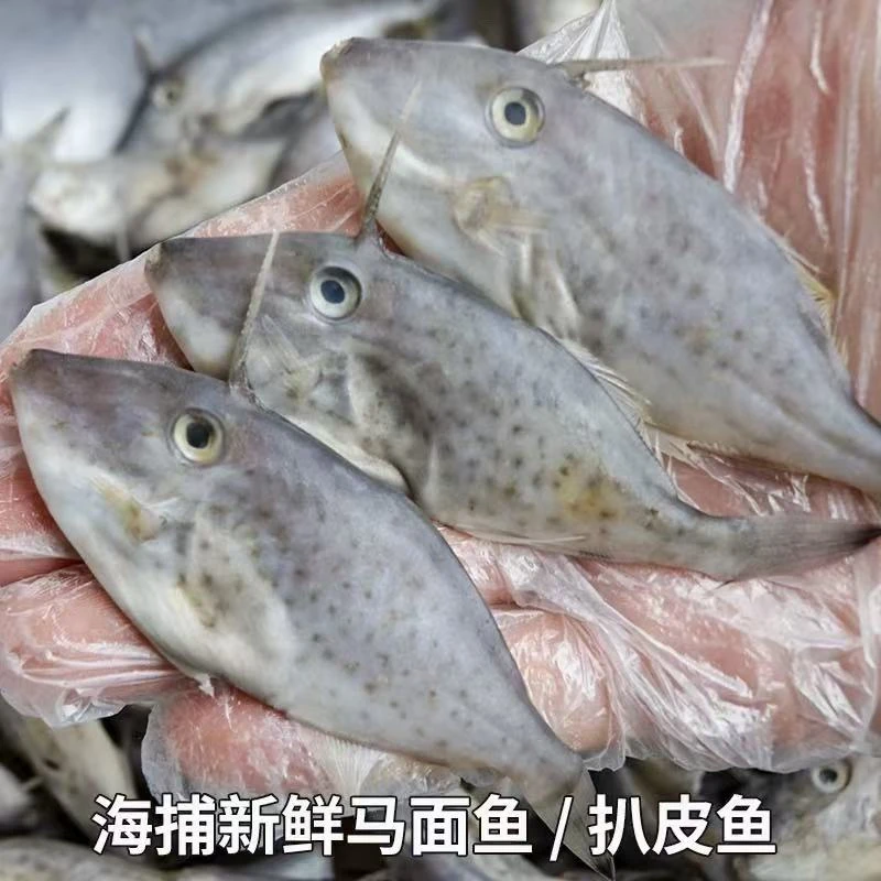 【扒皮鱼4斤】东海野生小剥皮鱼 耗儿鱼 马面鱼