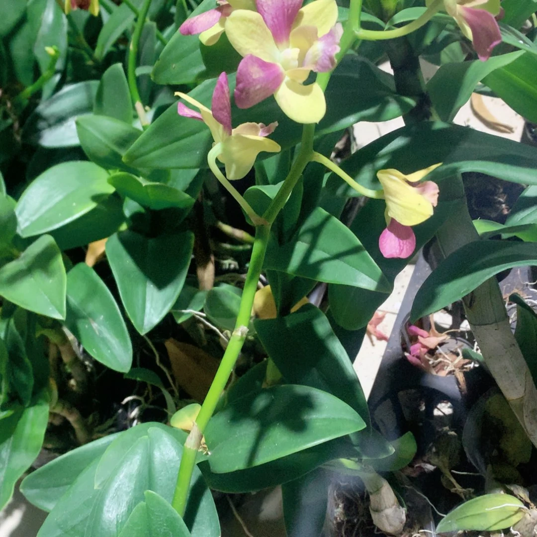 完全开放洋娃娃，黄天使，大小2苗裸根发，花叶不包损