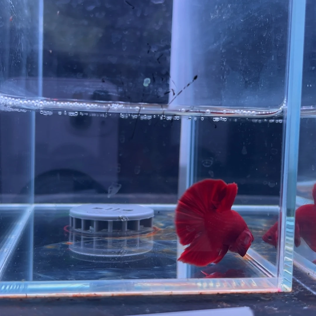 斗鱼泰国斗鱼008号