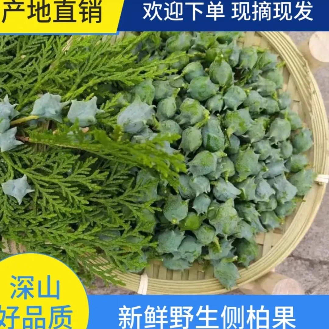 野生新鲜侧柏籽侧柏果乌发生发助眠枕头柏子香中药材可香薰