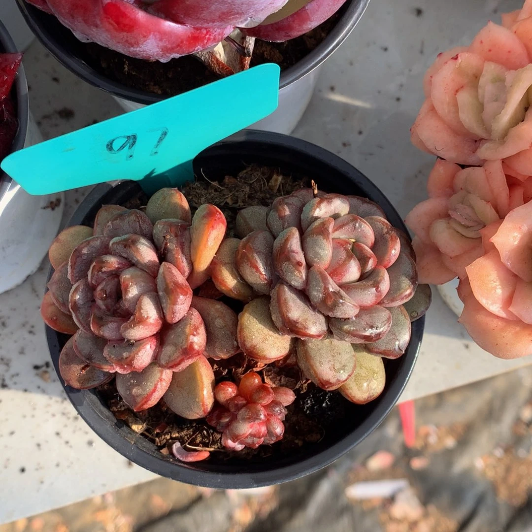 葡萄662622627272727