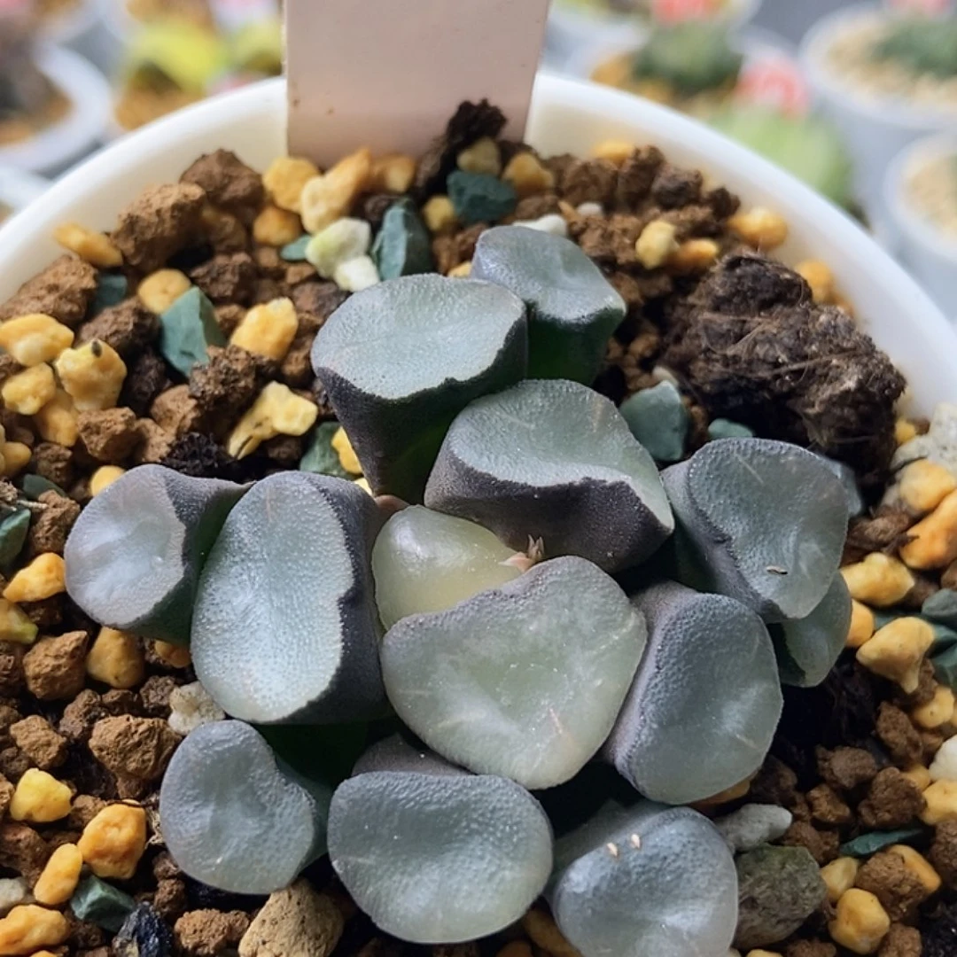 空门万象8888888888