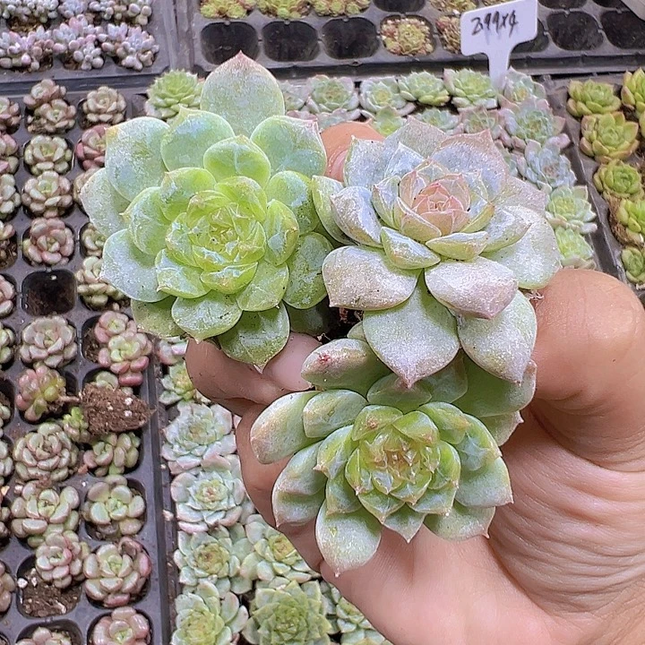 穴盘溏心3个19包邮