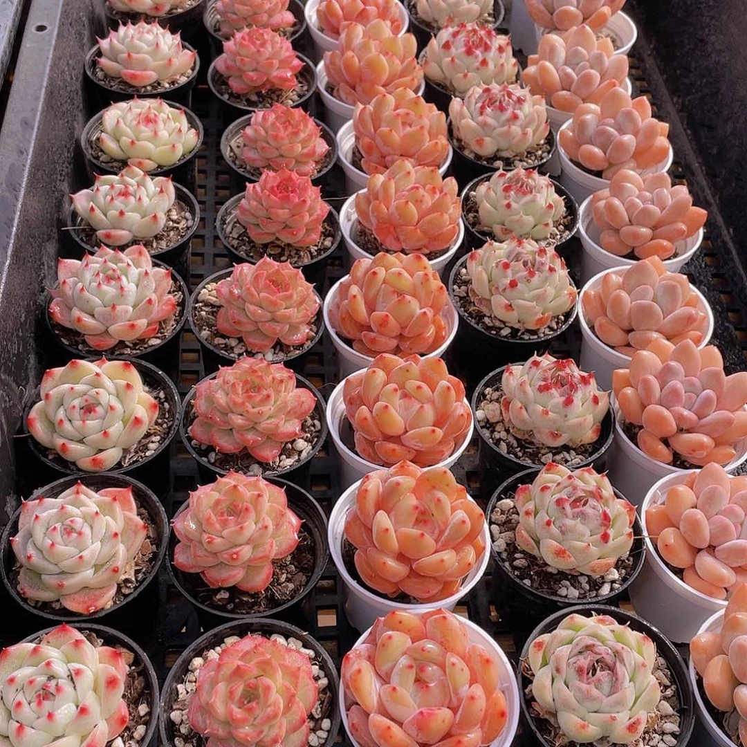 量拍82号 精美组合多肉单头5个