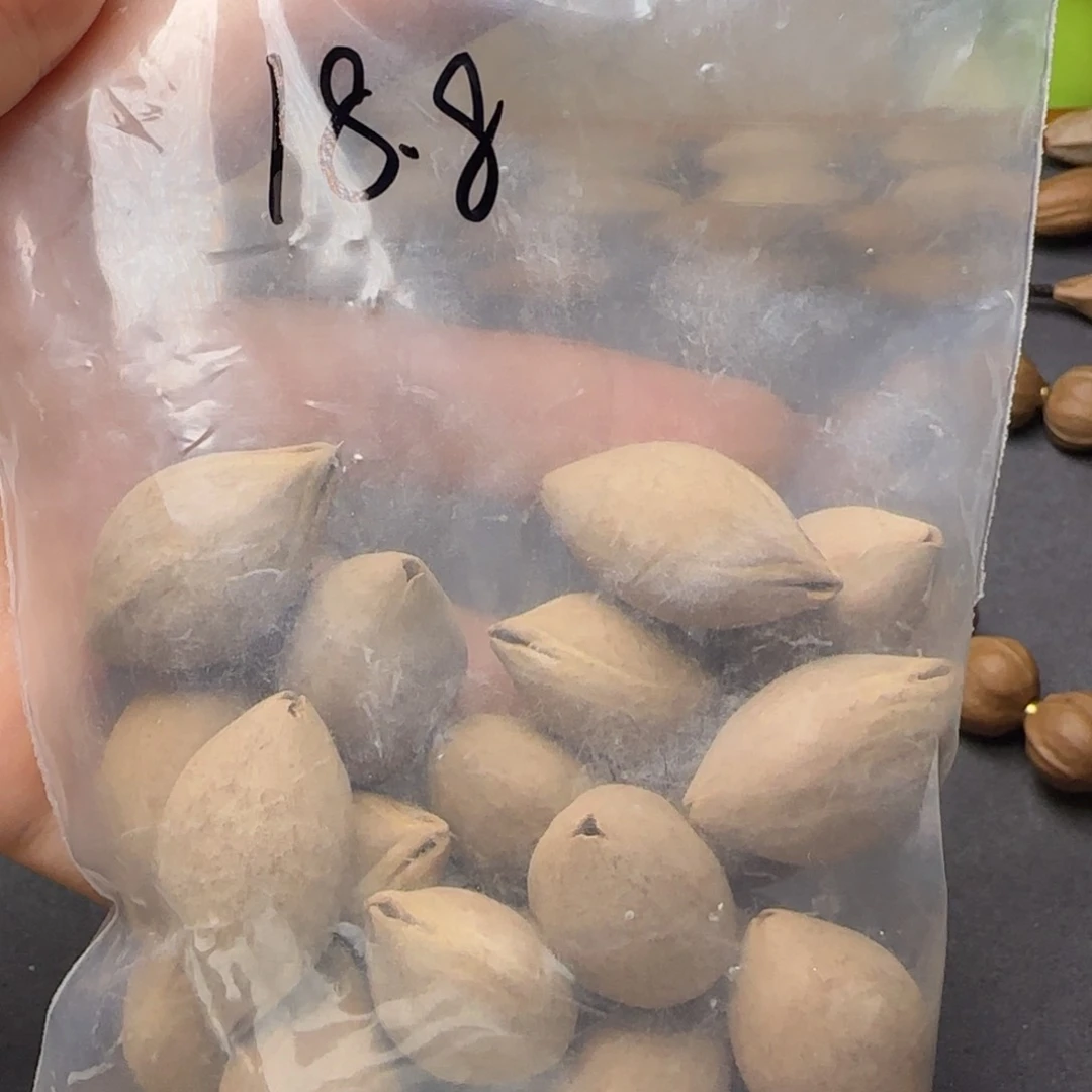 【闪购商品】橄榄核手串/手链橄榄核素核